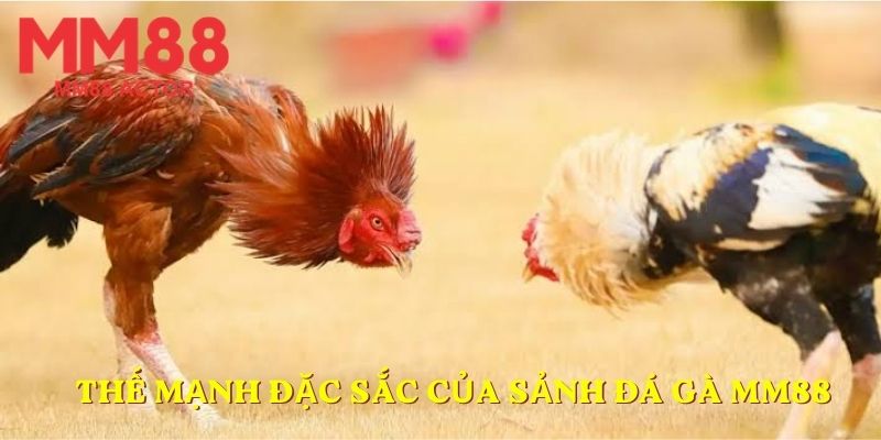Thế mạnh đặc sắc của sảnh đá gà MM88