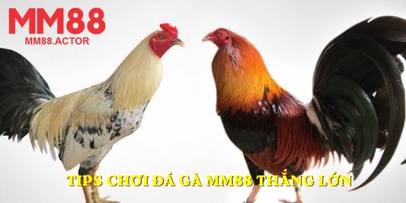 Tips chơi đá gà MM88 thắng lớn