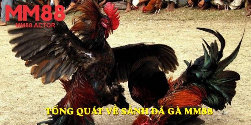 Tổng quát về sảnh đá gà MM88