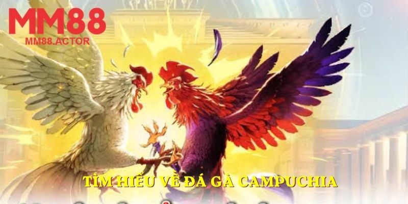 Tìm hiểu về đá gà Campuchia