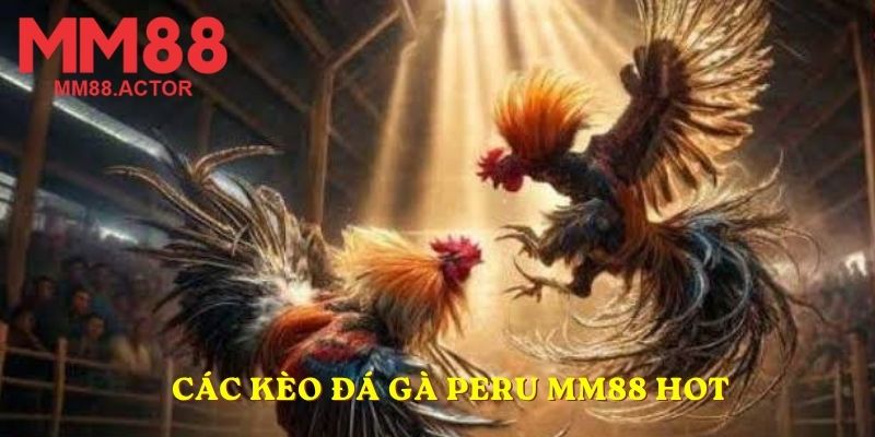 Các kèo đá gà Peru MM88 hot