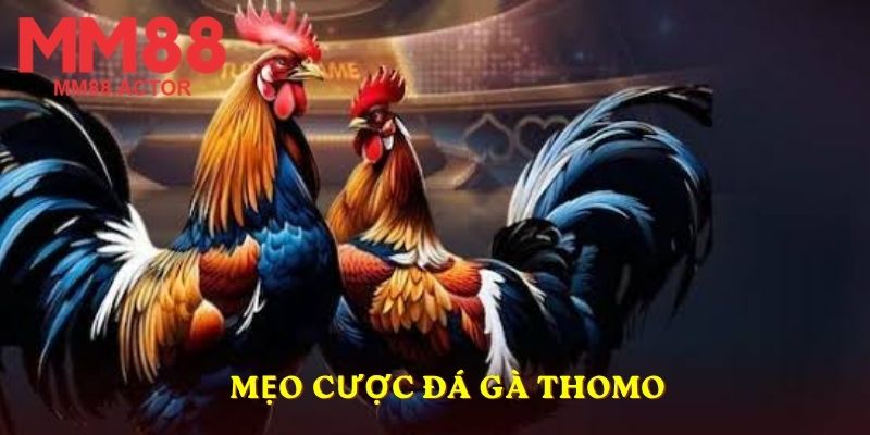 Mẹo cược đá gà Thomo