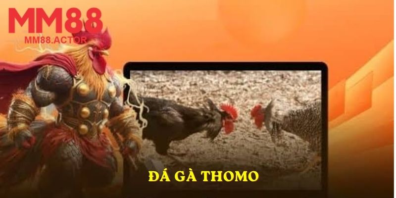 đá gà Thomo