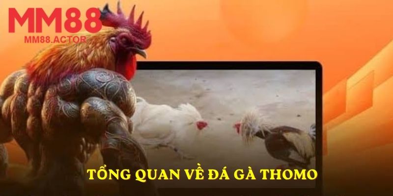 Tổng quan về đá gà Thomo